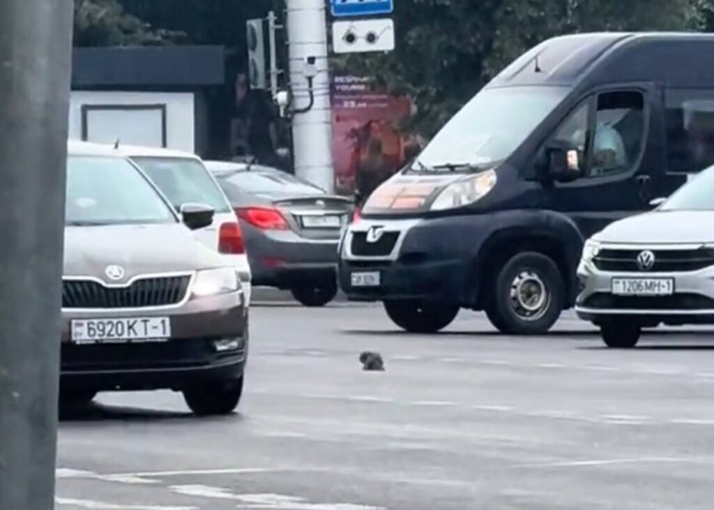 Водители в Бресте создали пробку ради спасения котенка