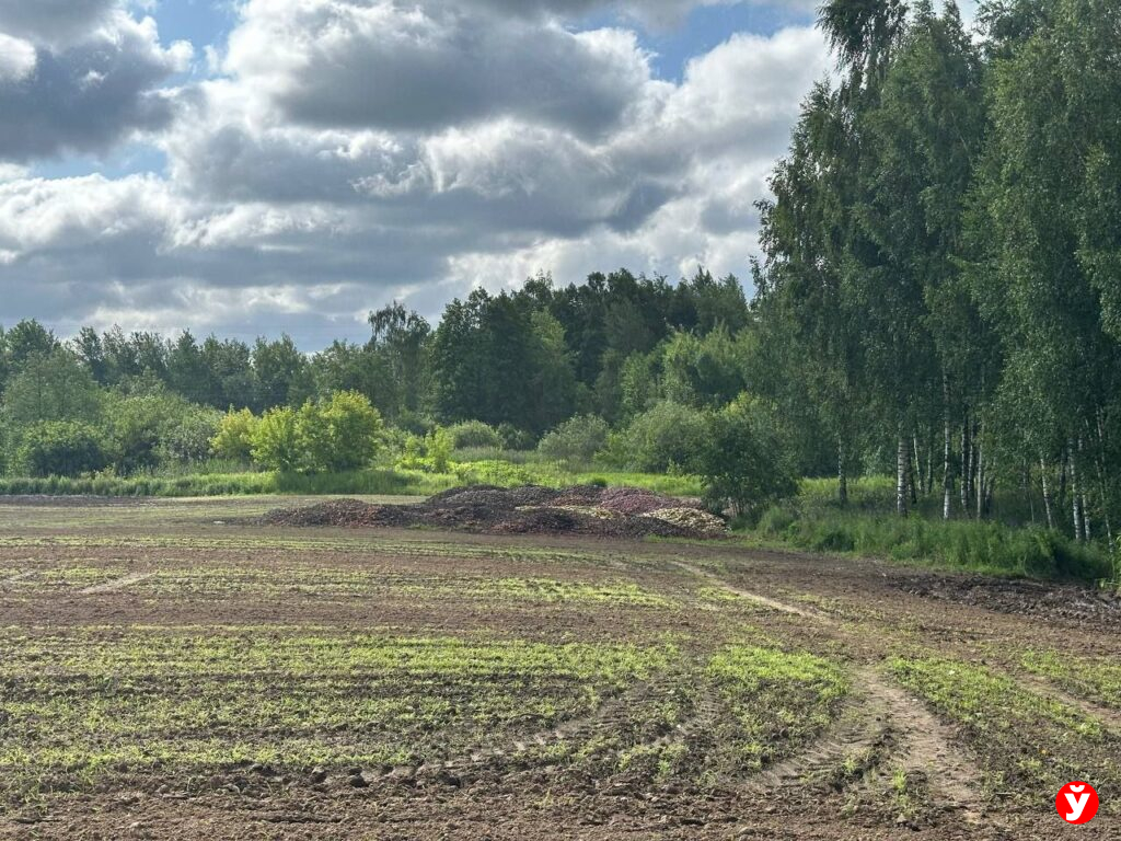 Овощи Смолевичи