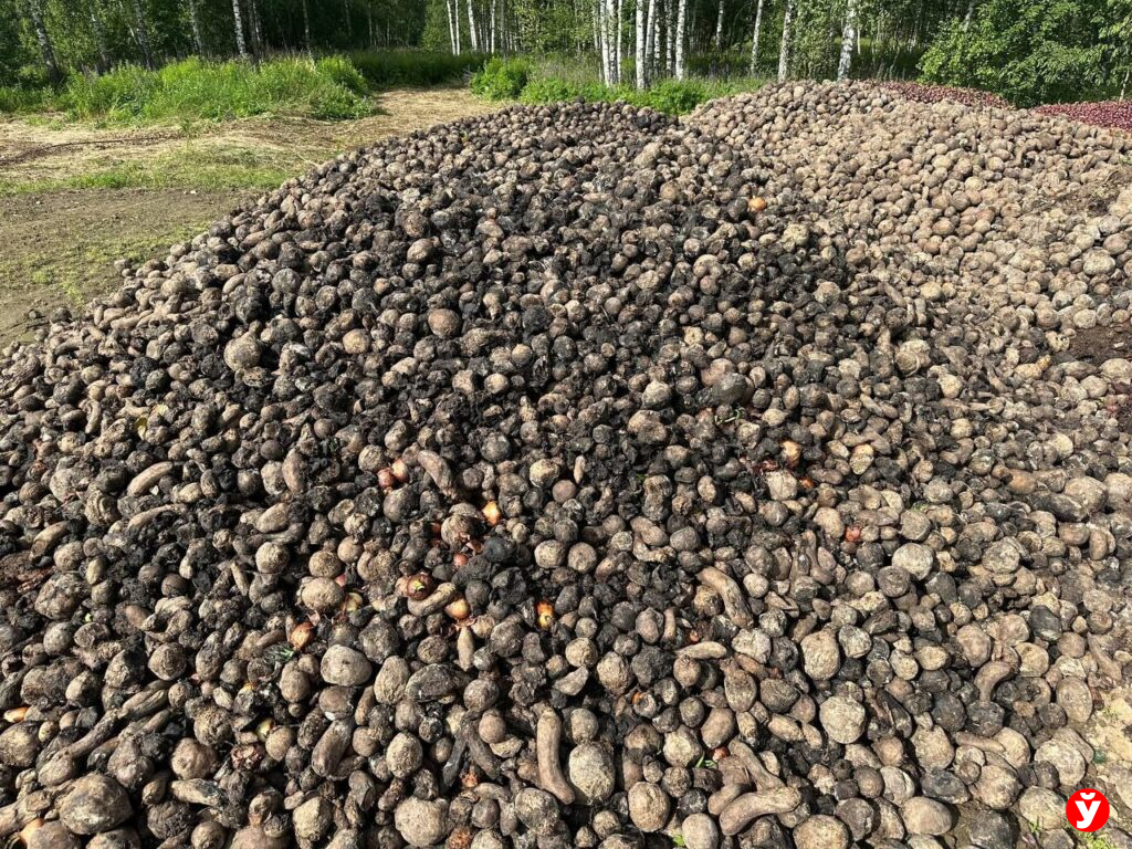 Для чего на поле под Жодино вывезли горы прогнивших овощей