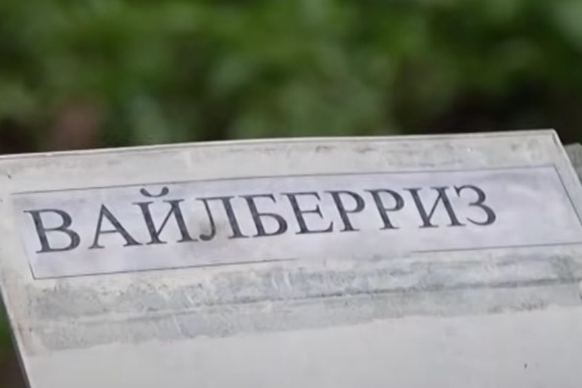 «Вайлберриз» можно съесть: новый сорт картошки может появиться в магазинах