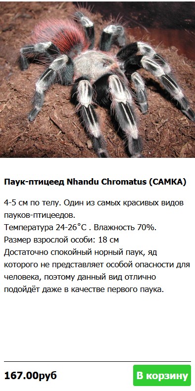паук