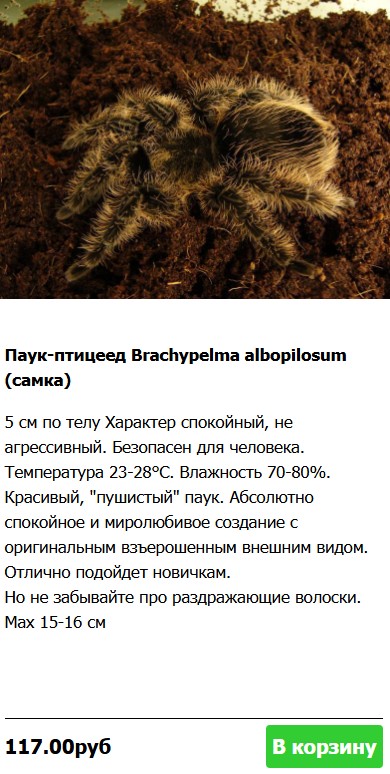 паук