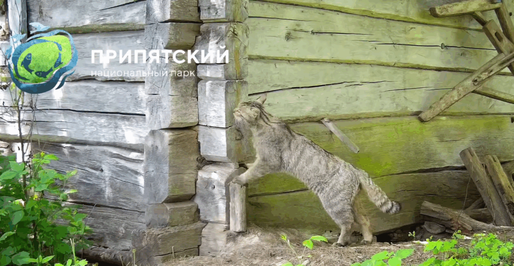 Лесной кот спустя почти век снова замечен в Беларуси