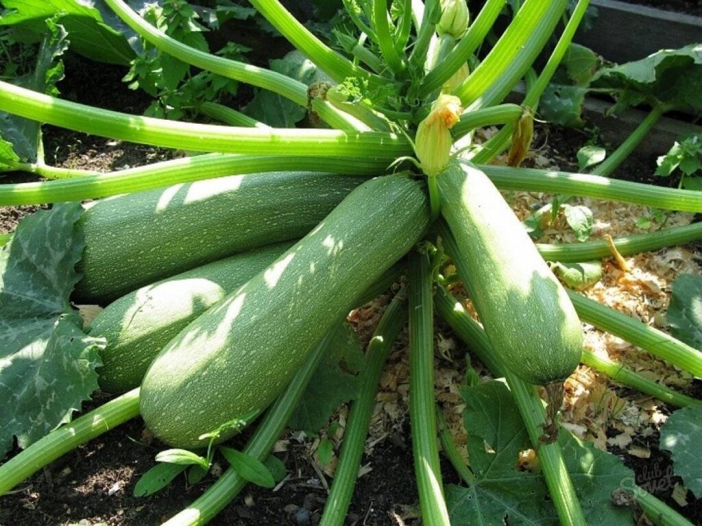 Кабачки