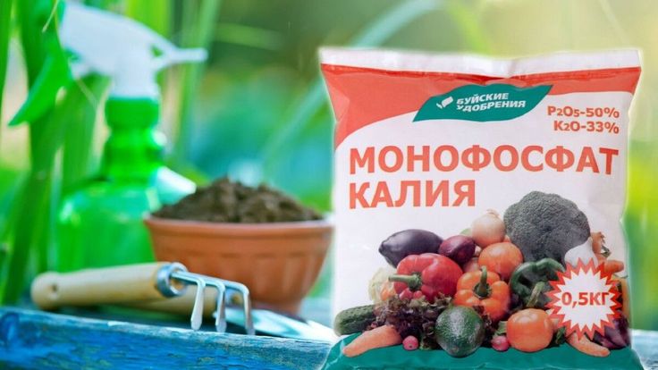 Смородина