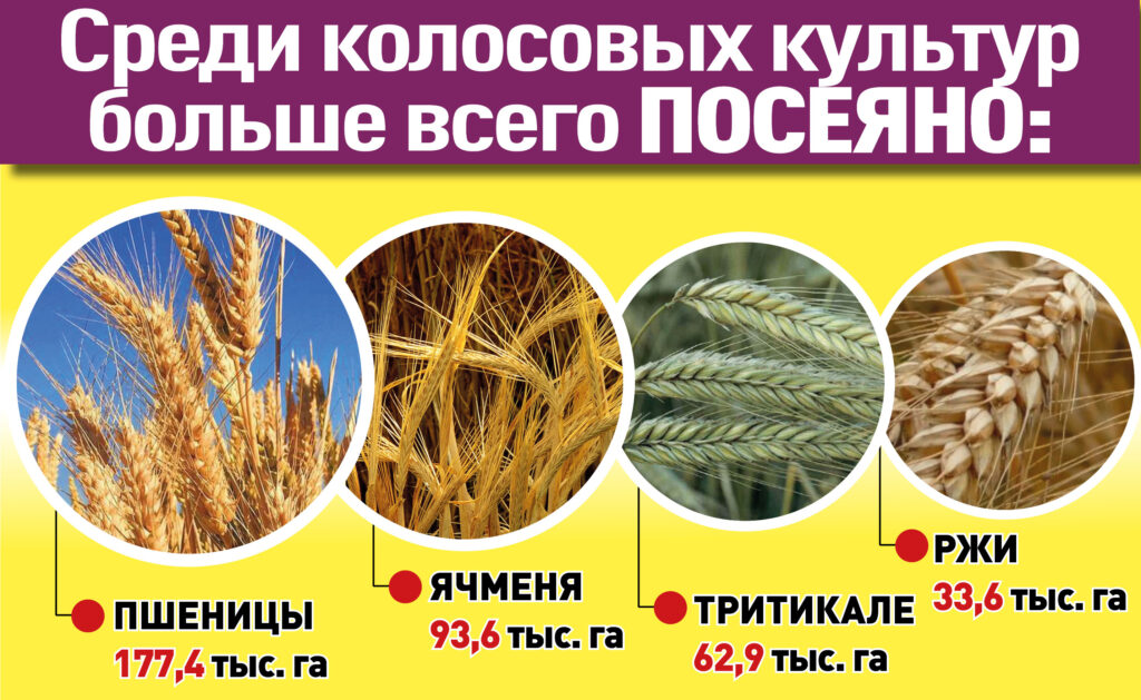  инфографика