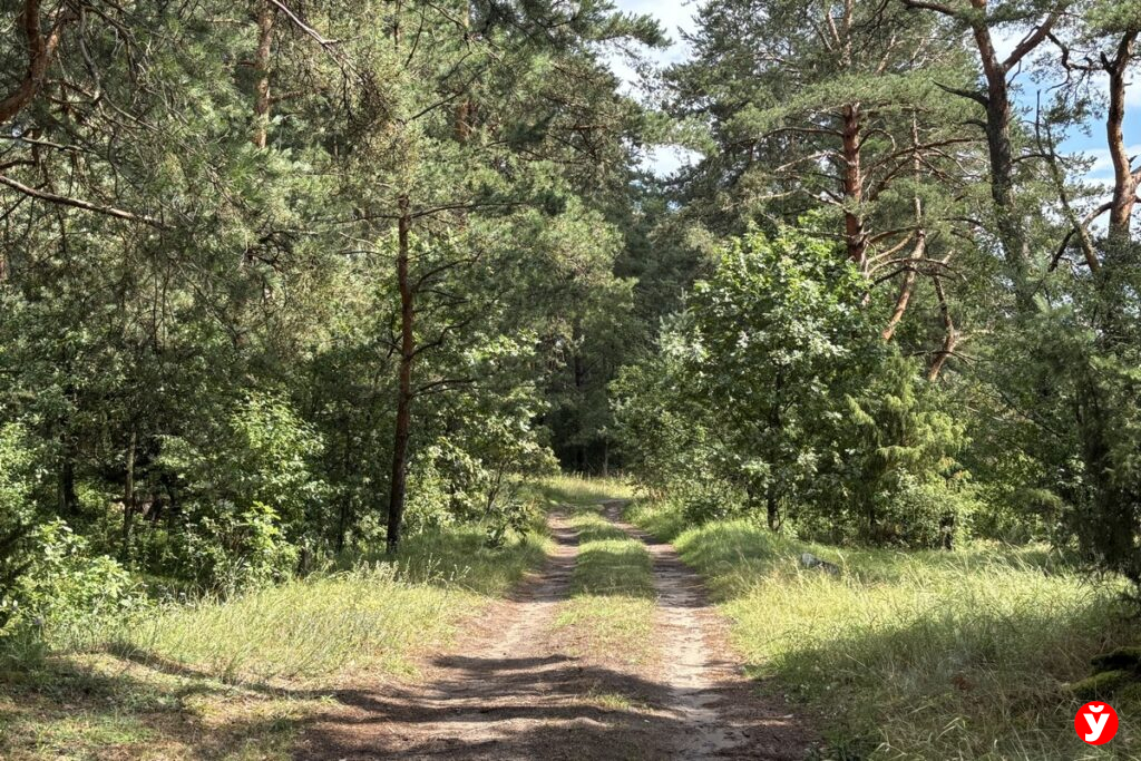 Ограничения на посещение лесов введены в пяти областях Беларуси