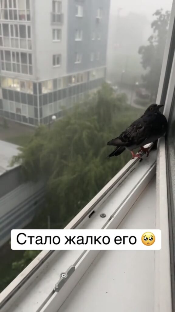 птица