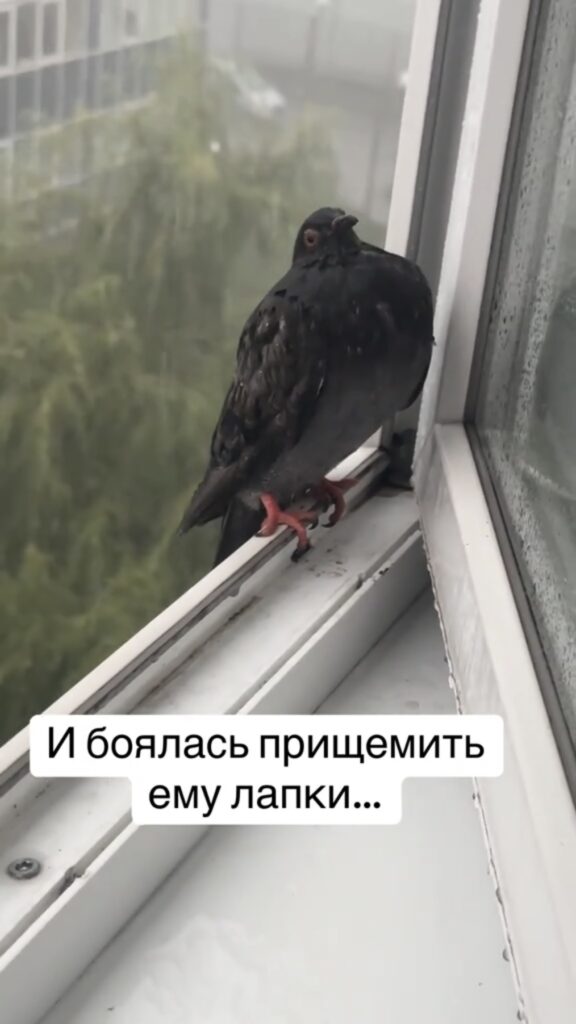 окно