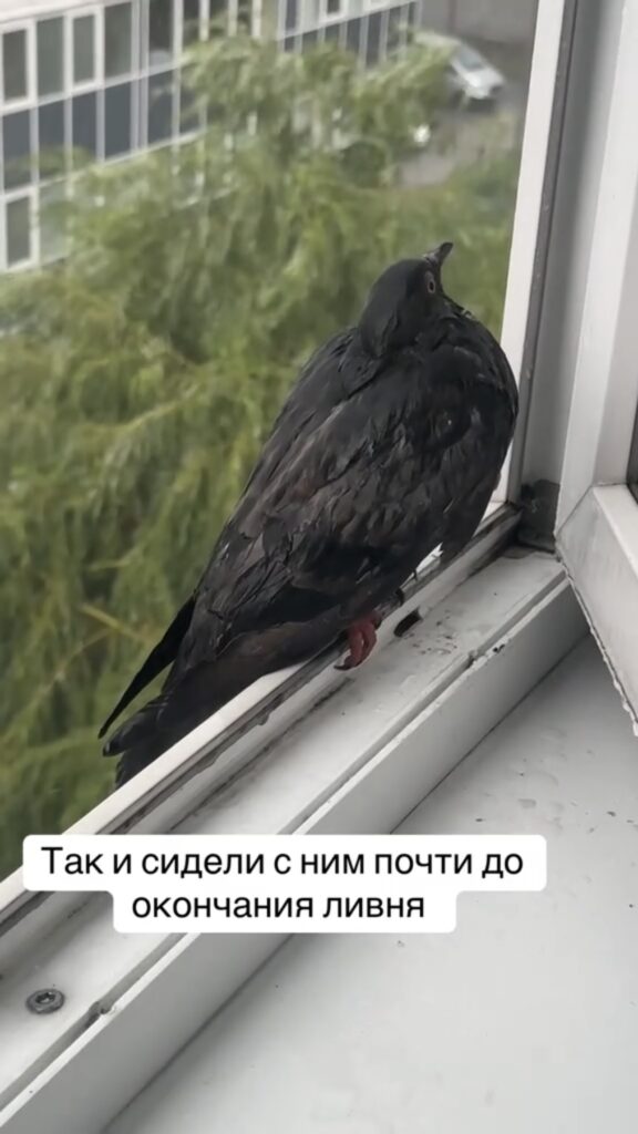 ливень