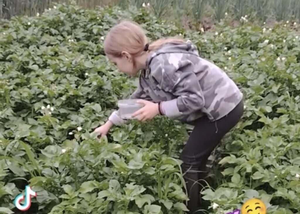Белоруска превратила сбор жуков с картошки в бизнес-проект