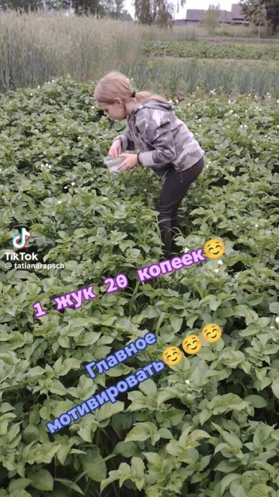 майские жуки