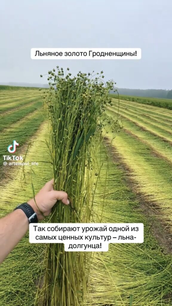 лен