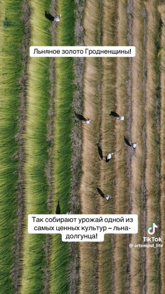 аист