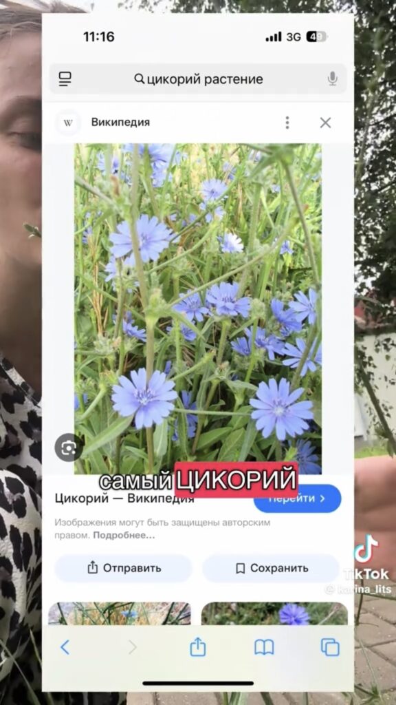 википедия