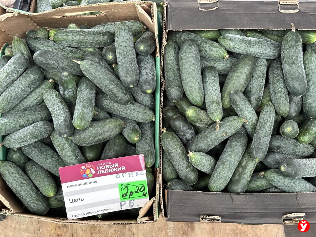 огурцы