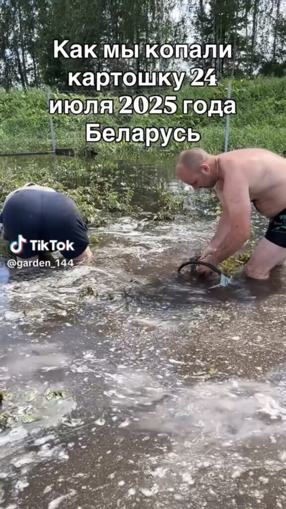копать картошку