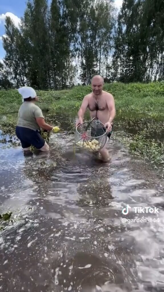 картошка