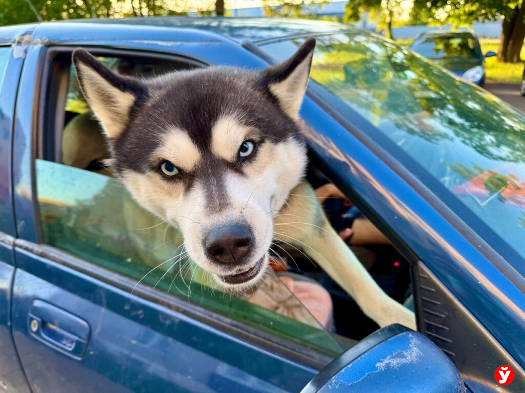 собака
