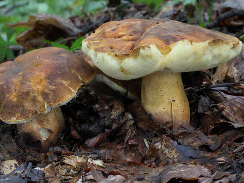 Каштановый гриб (Gyroporus)