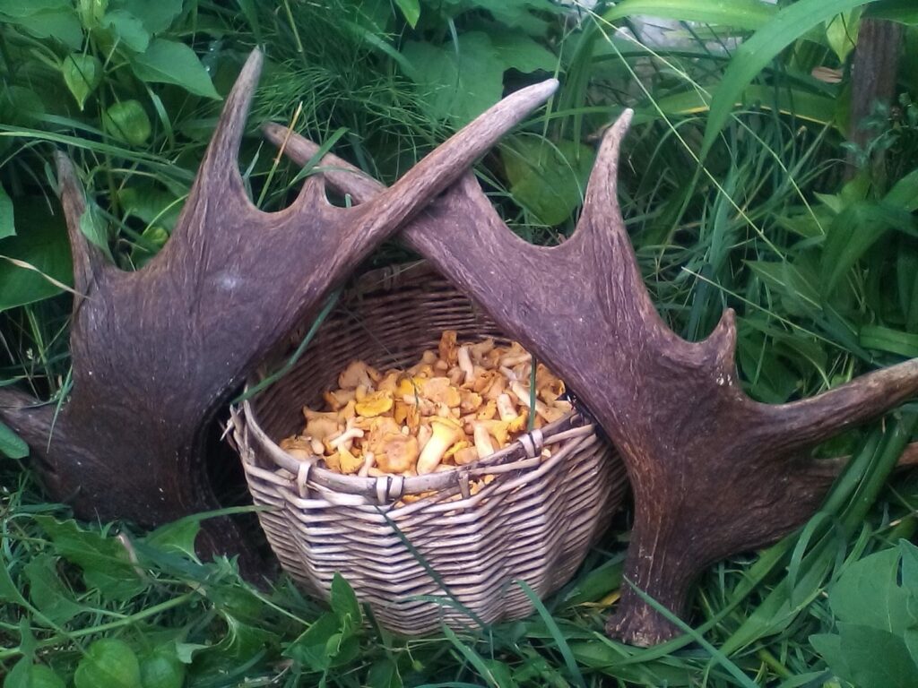Лисичковый бум! Белорусы массово пошли в лес