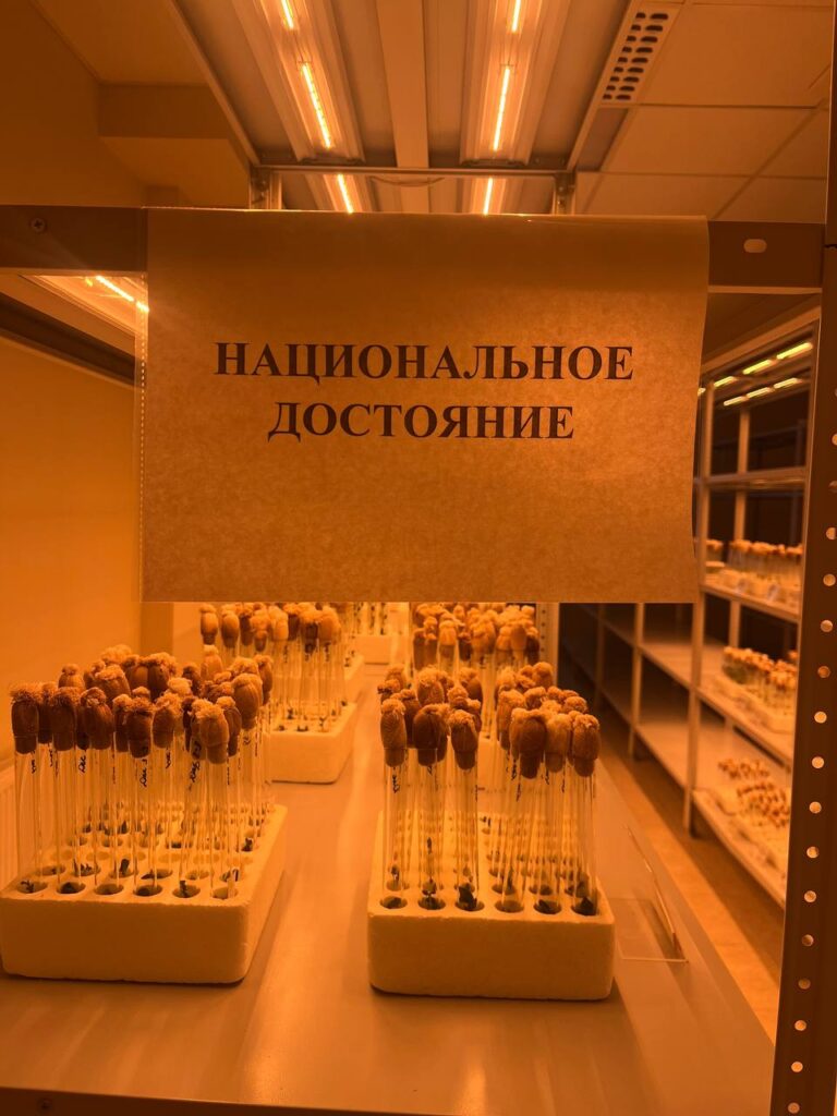пробирки