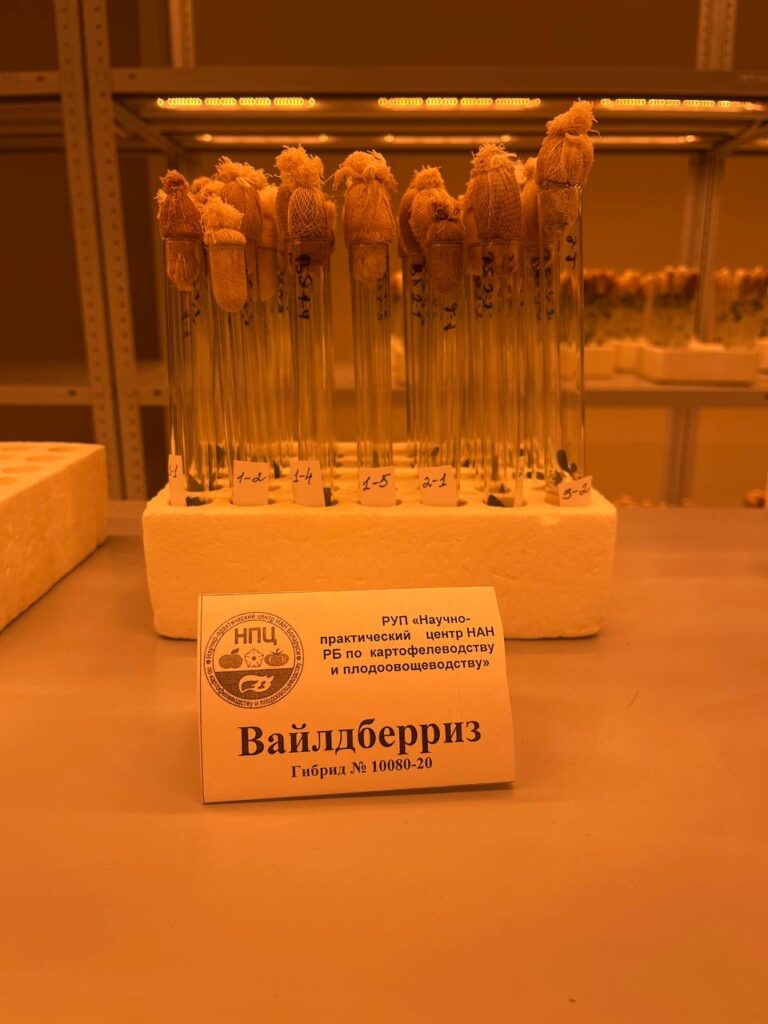 пробирки