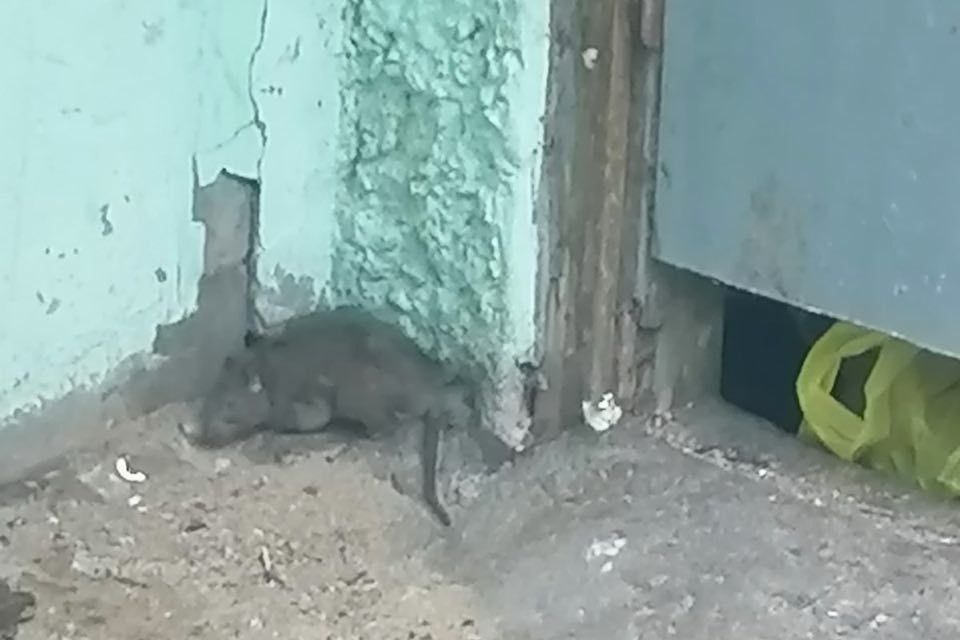 крыса