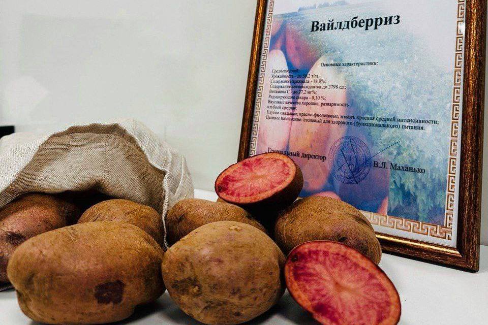 История необычного белорусского картофеля Вайлдберриз, который может стать хитом маркетплейсов