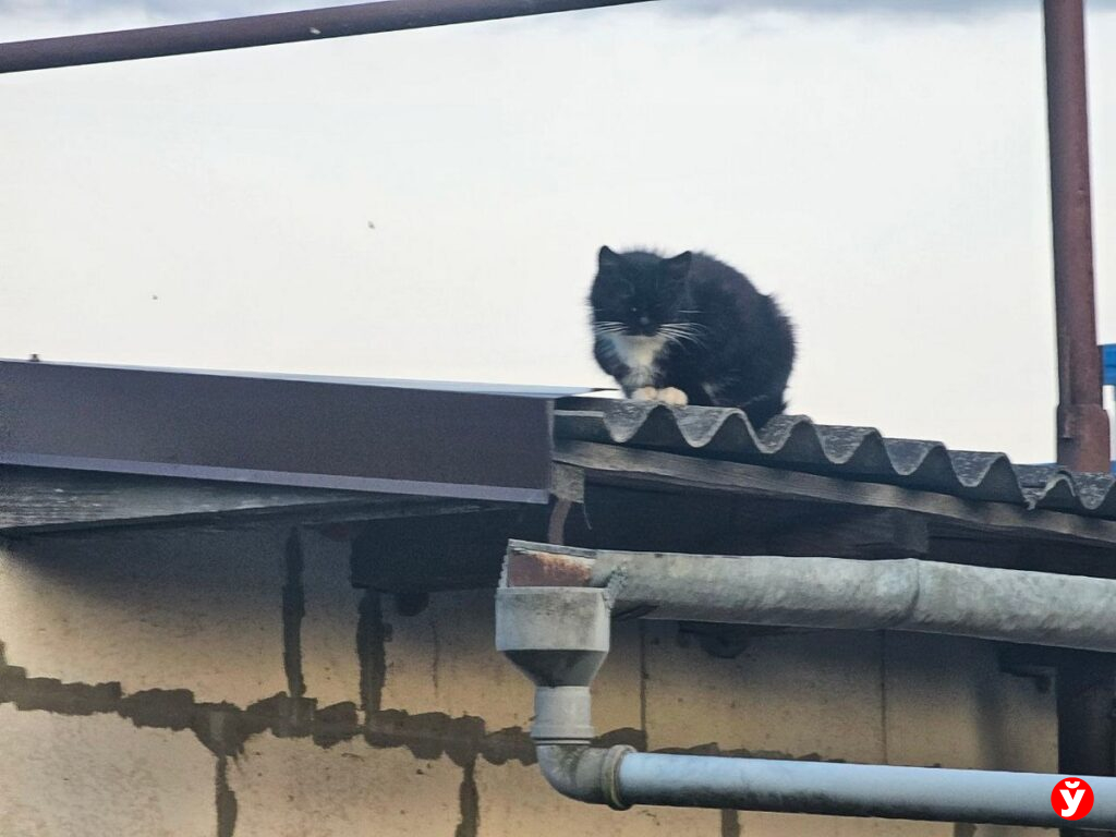 Борисов