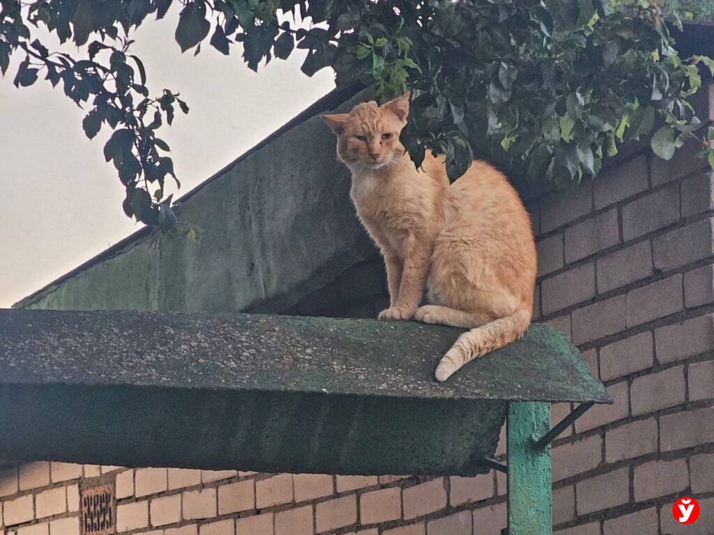 Борисов