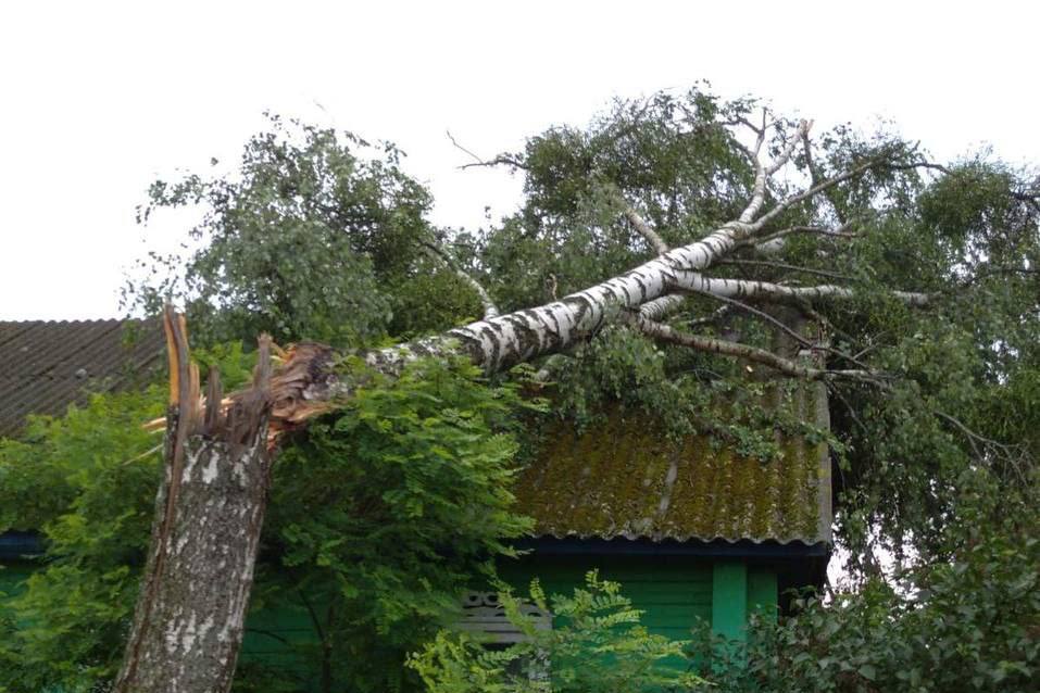 Упавшее во время грозы дерево повредило дом в деревне Копыльского района