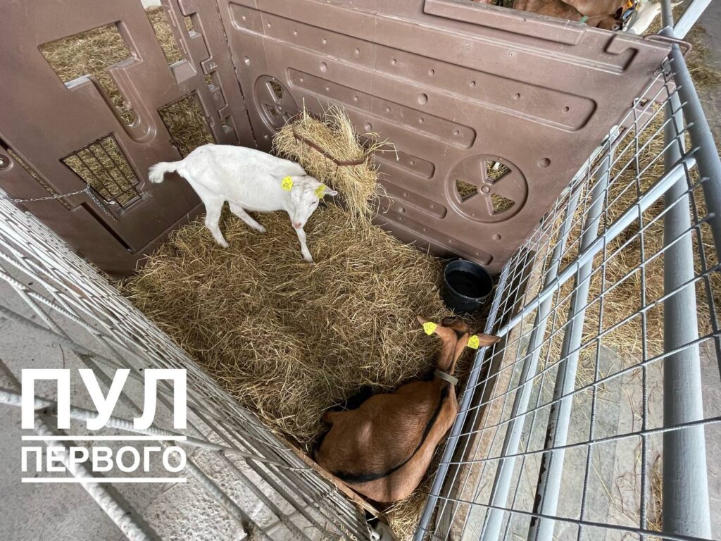 Лукашенко вручили двух элитных коз, а он предложил взамен овечку