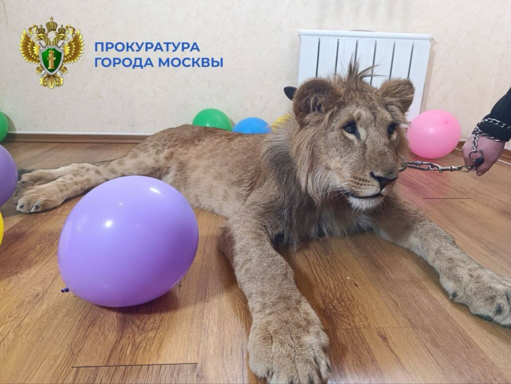В Москве изъяли львов, которых незаконно использовали как реквизит для фотосессий