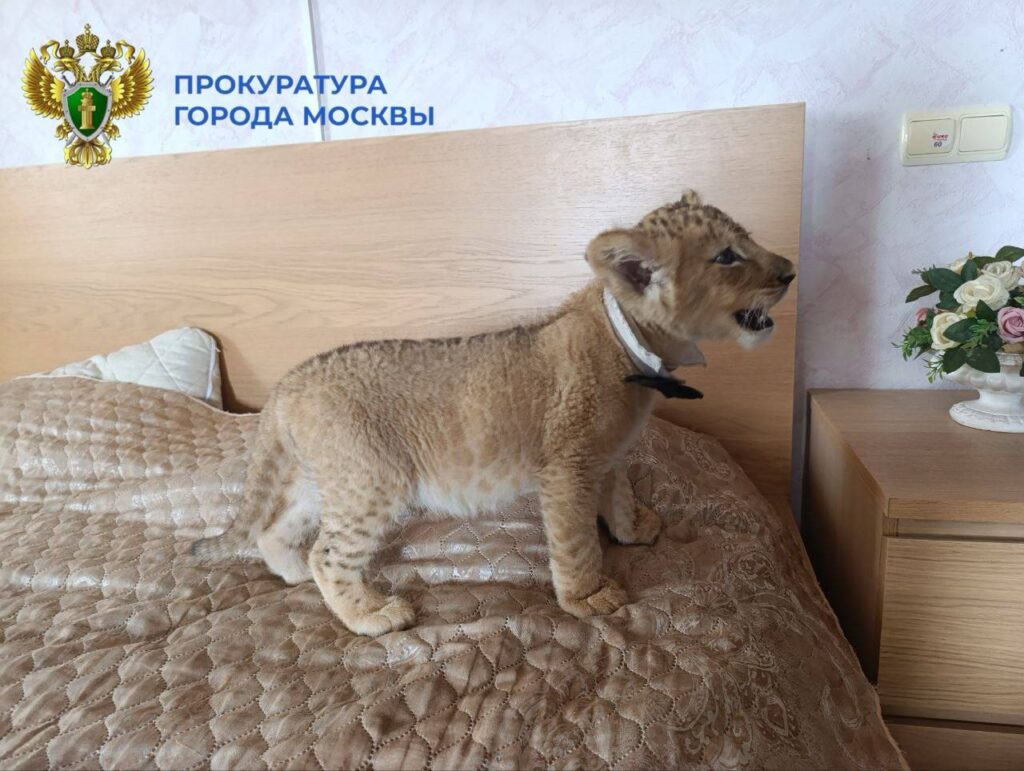 Львы Москва