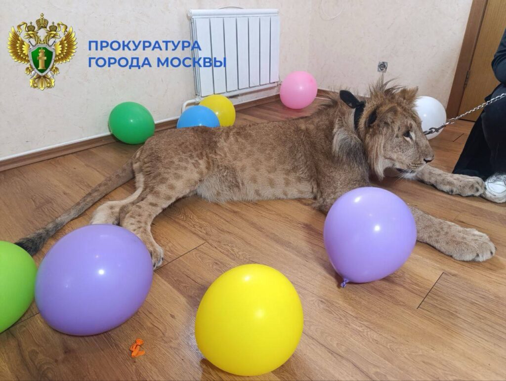 Львы Москва