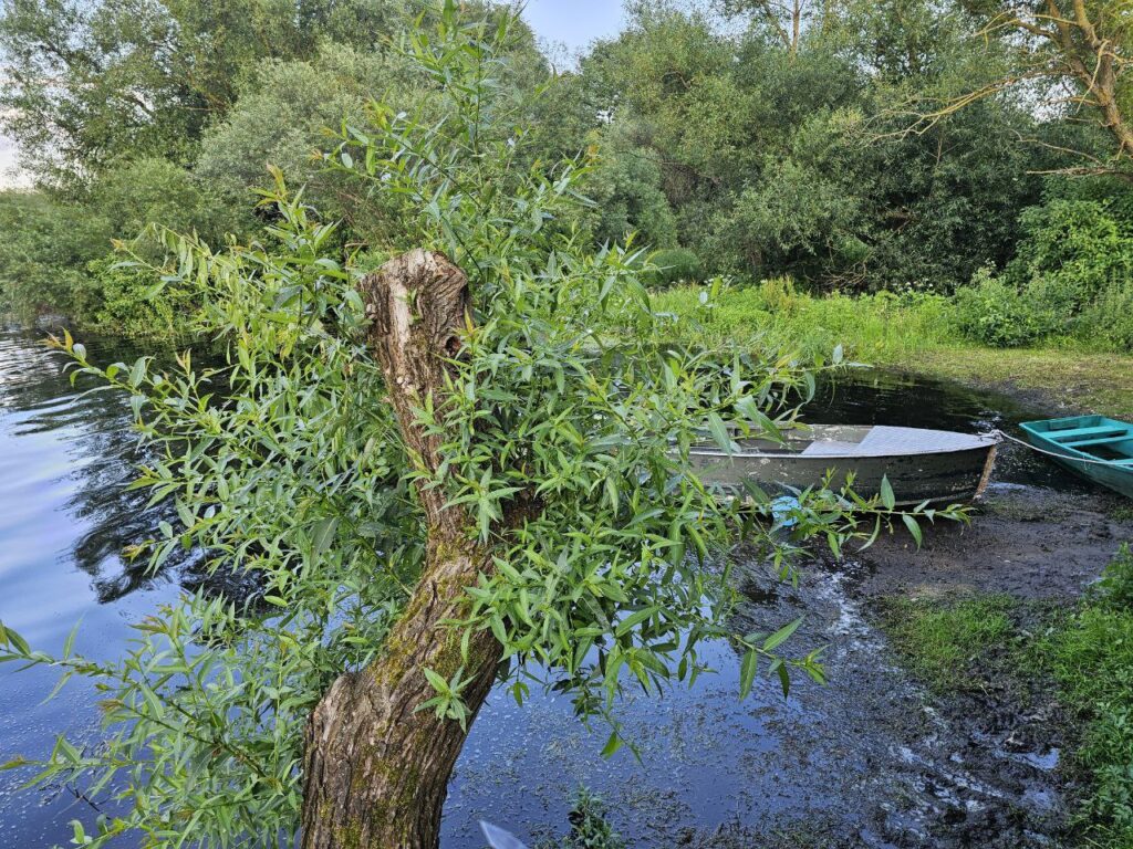 дерево