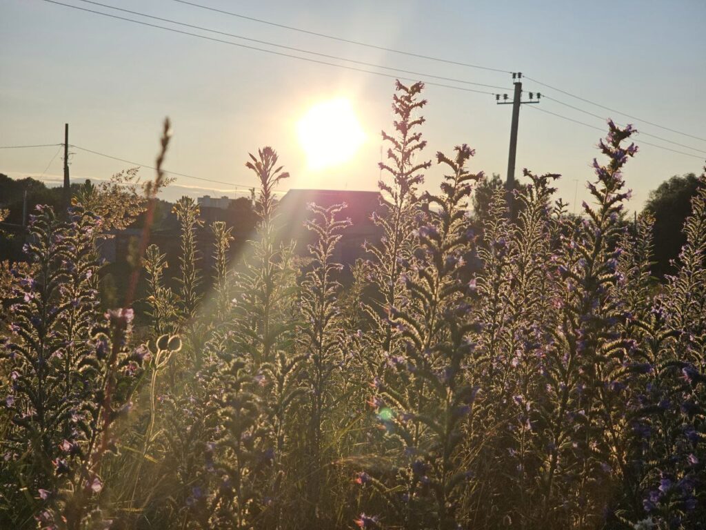 поле