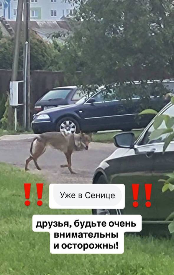 Волк Прилуки