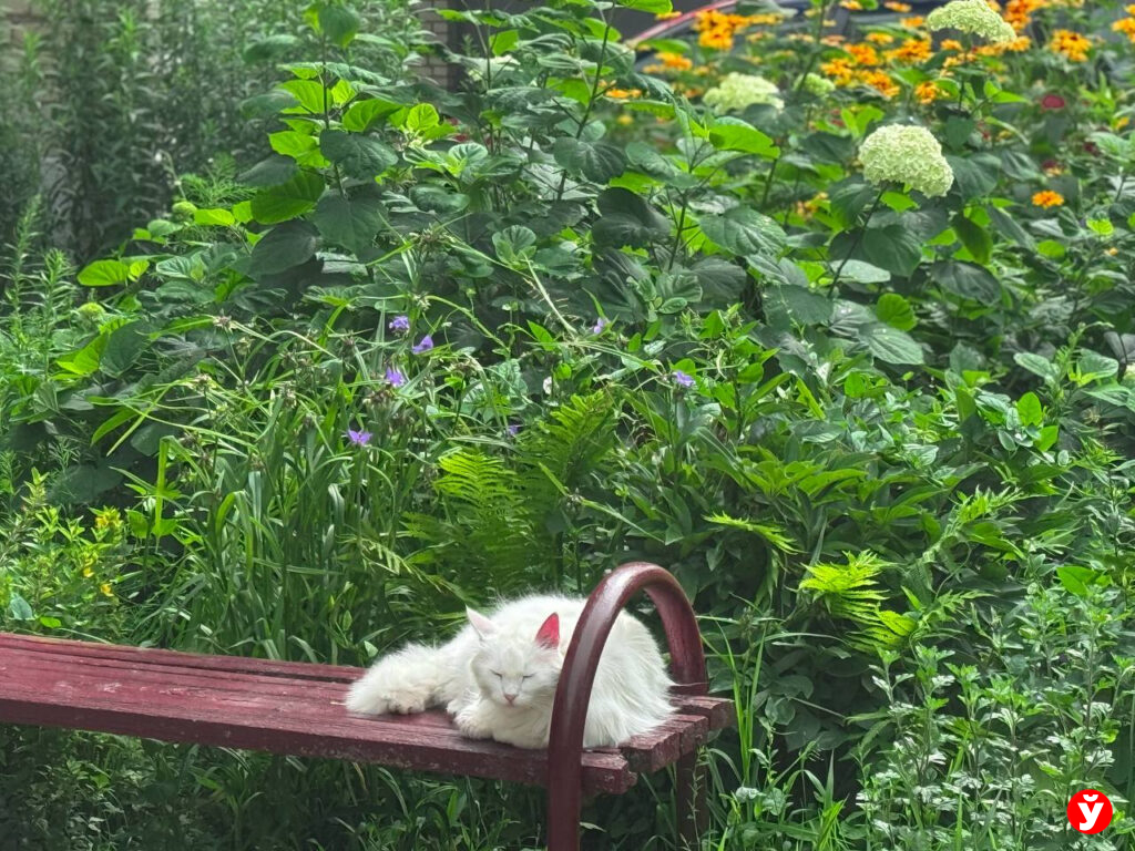 кот