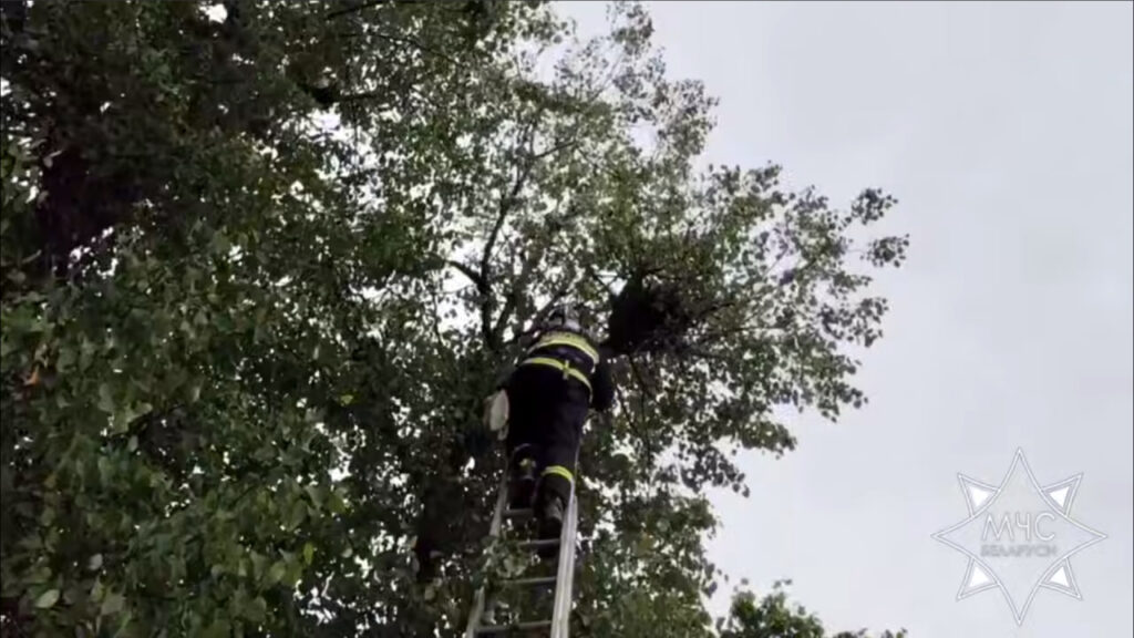 В Копыле спасатели вернули в гнездо совенка