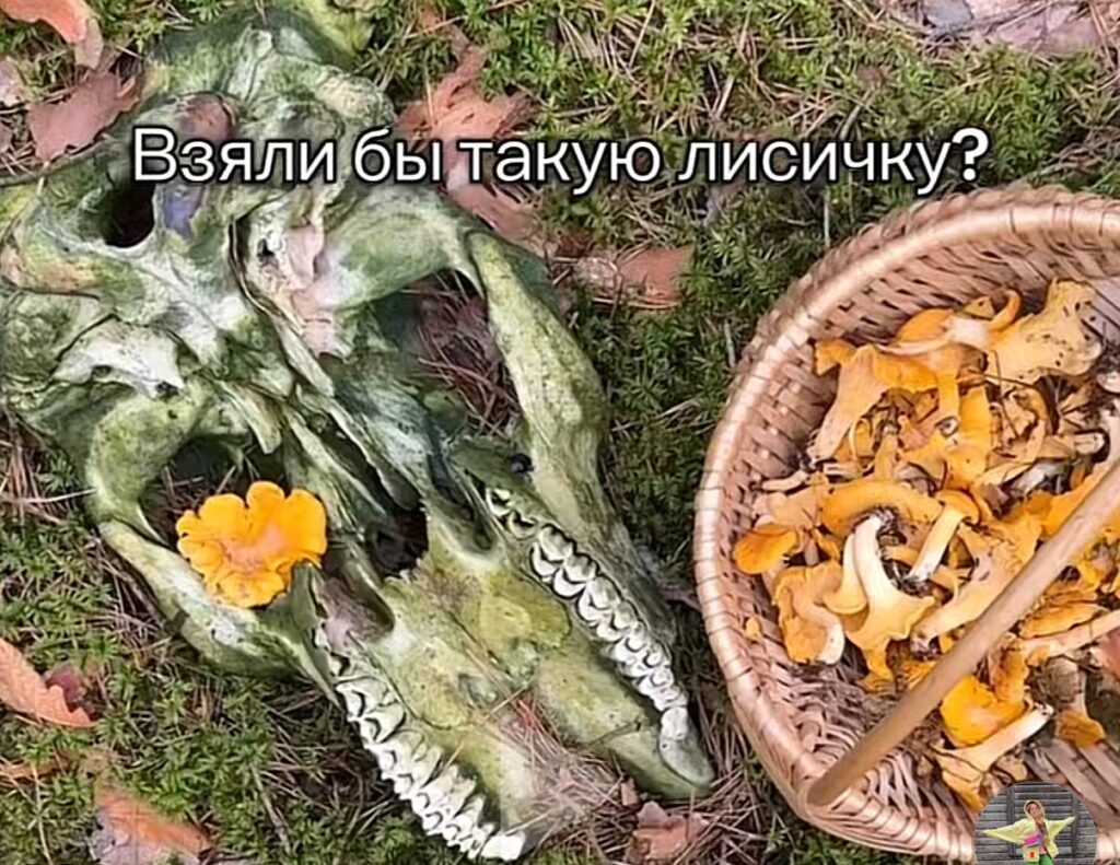 Под Гродно лисичка проросла сквозь череп животного — что говорят эксперты