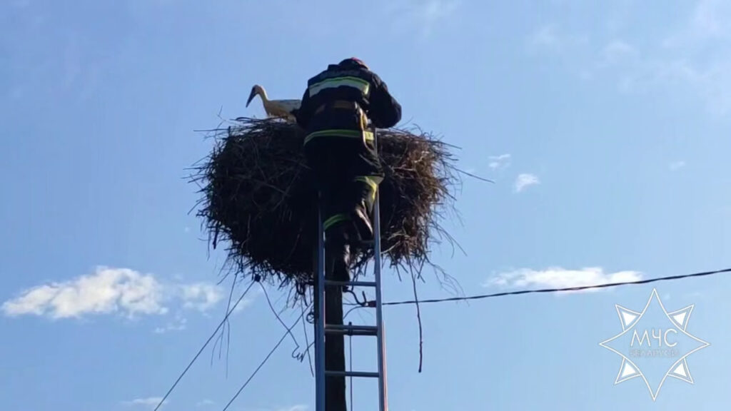 В Воложинском районе спасатели вернули в гнездо выпавшего аистенка