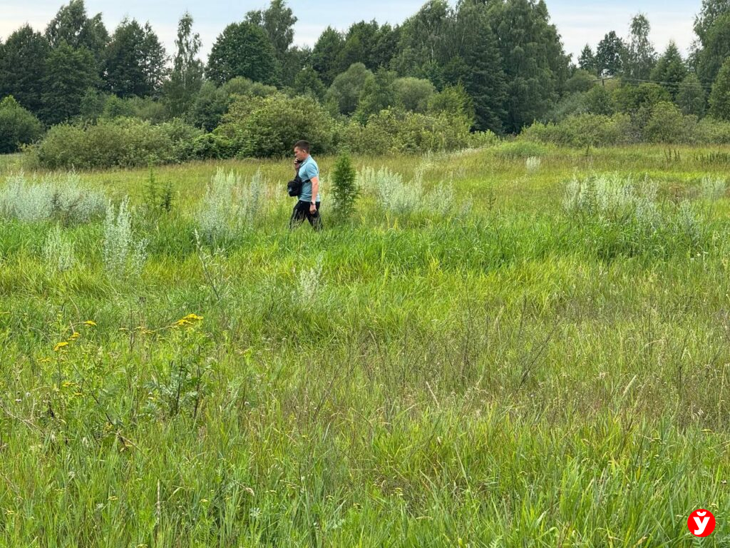 Конопля Березино