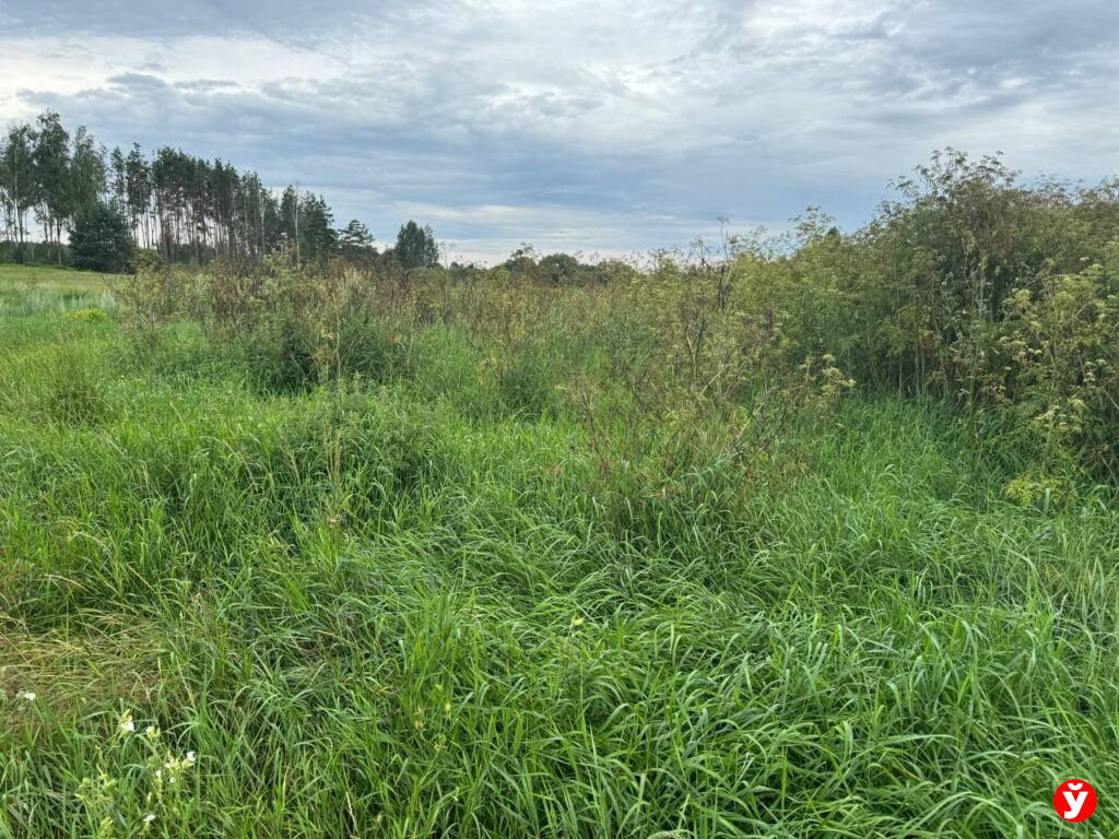 Конопля Березино
