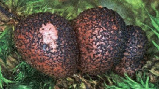 миксомицет Lycogala roseosporum