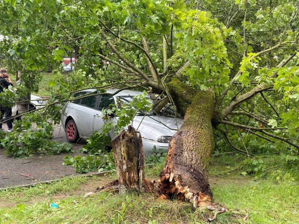 В Фаниполе упавшее дерево раздавило припаркованный у рынка автомобиль
