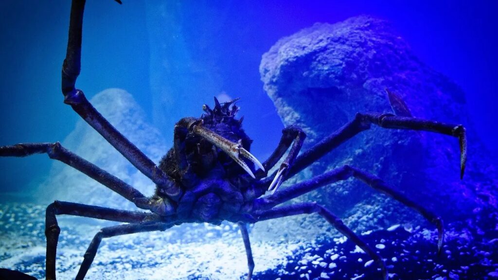 Тайны Марианской впадины: ученые открыли неизведанный мир