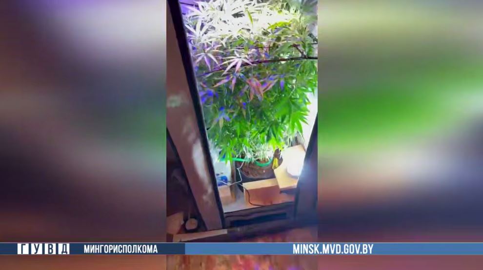 Работал с зубами, увлекся травой: в Минске изъяли наркотики