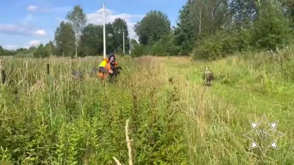 Спасатели помогли овцам выбраться из болота в Крупском районе